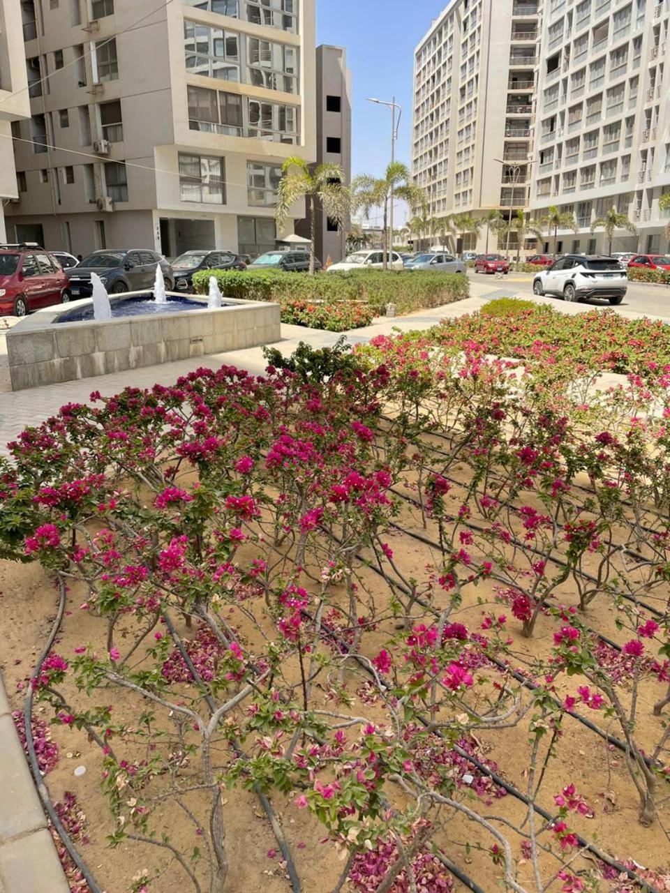 شقه فندقيه وان قطاميه
