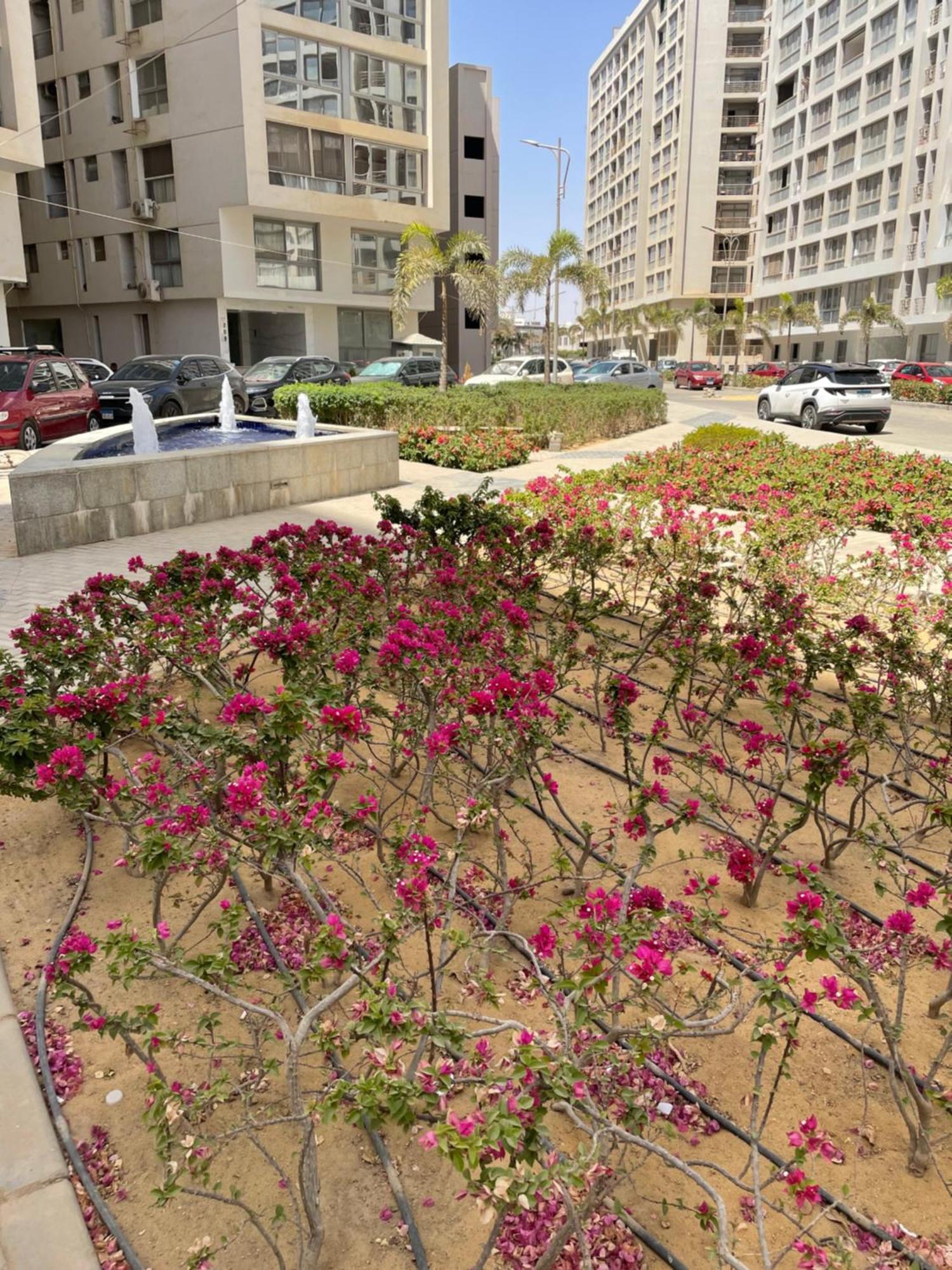شقه فندقيه وان قطاميه